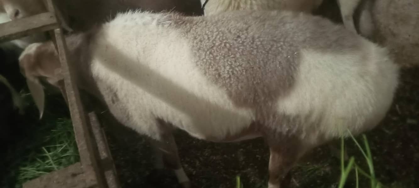 پیور ترکی دنبہ ہے گھر کا پلا ہوا ہے کھڑی چکی والا ہے بہترین ہےڈ 2