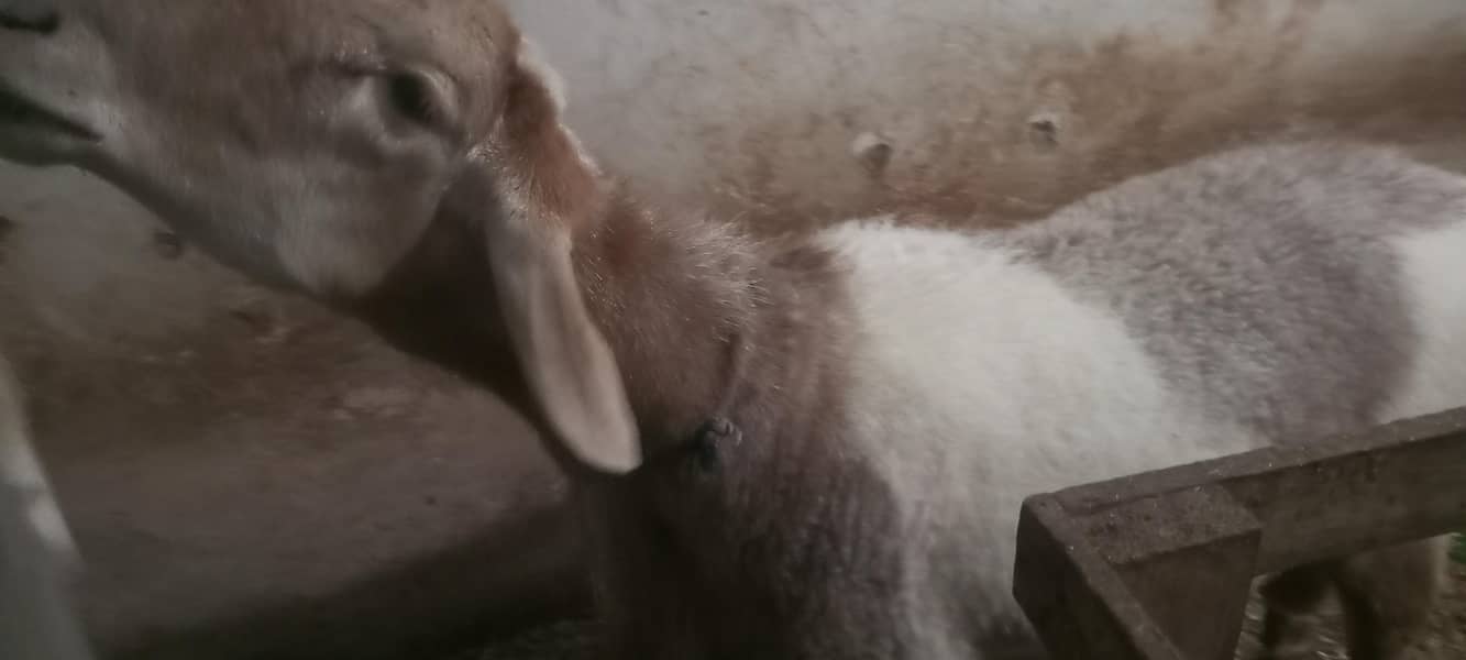 پیور ترکی دنبہ ہے گھر کا پلا ہوا ہے کھڑی چکی والا ہے بہترین ہےڈ 3