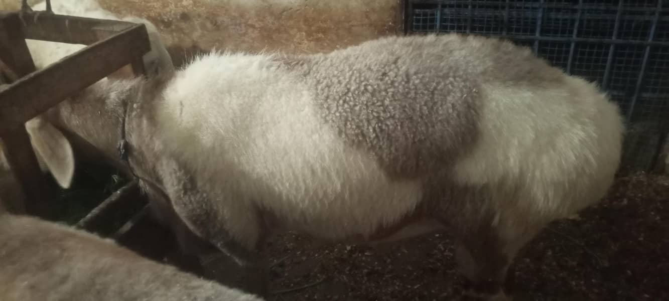 پیور ترکی دنبہ ہے گھر کا پلا ہوا ہے کھڑی چکی والا ہے بہترین ہےڈ 4