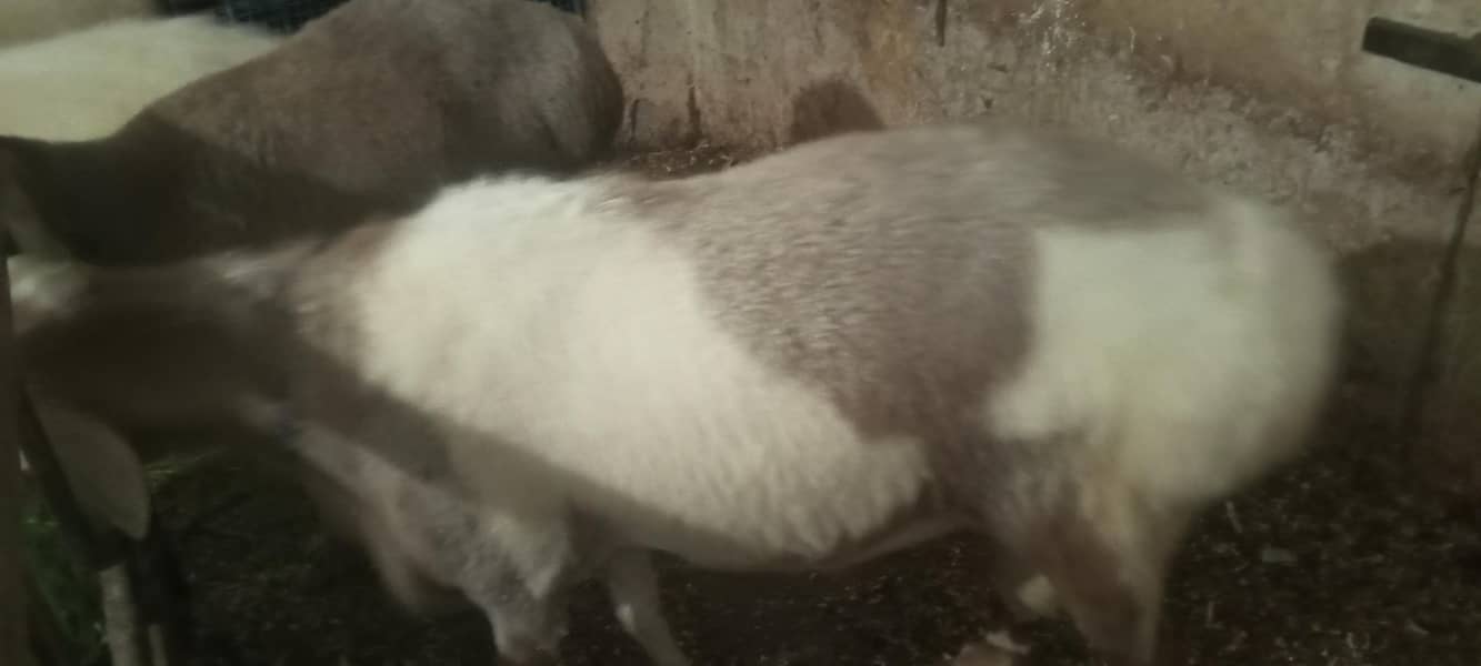 پیور ترکی دنبہ ہے گھر کا پلا ہوا ہے کھڑی چکی والا ہے بہترین ہےڈ 5