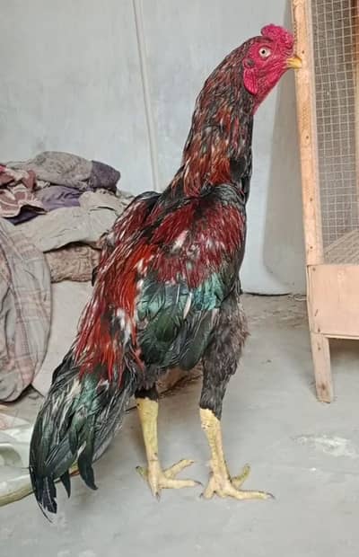 Topla Band gadi double body patha