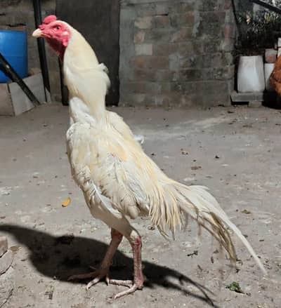 Heera murgha ayam cemani  for sale full healdthi and active