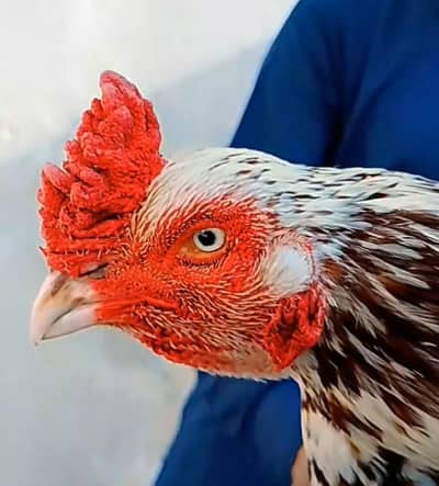 pure aseel cheena murgha for sale