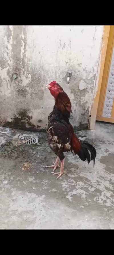 mianwale aseel patha ramporri bloodline bnd jor top 