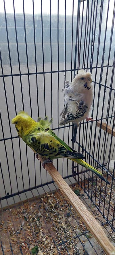 Hogo breeder pair and Pineapple male