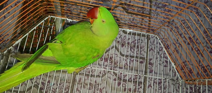 Alexander Male Parrot 1.5 years Handtame No bites