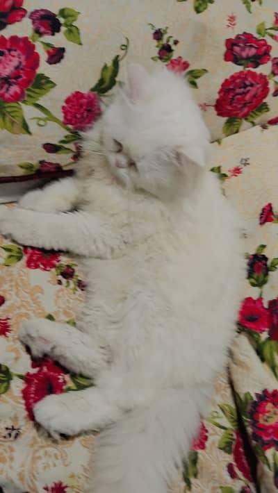 EXTREME COAT PERSIAN MALE CAT