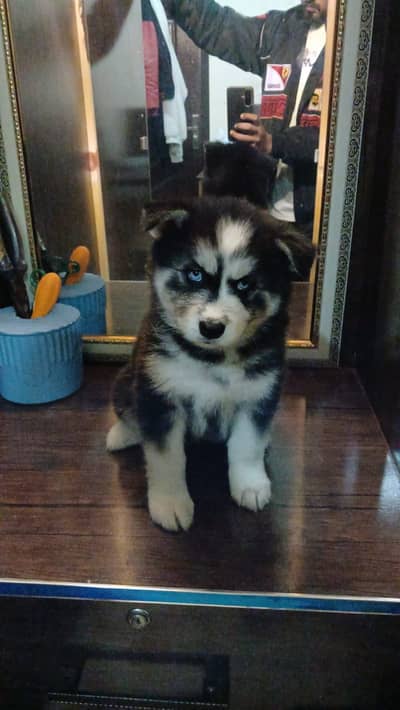Husky female for sale
