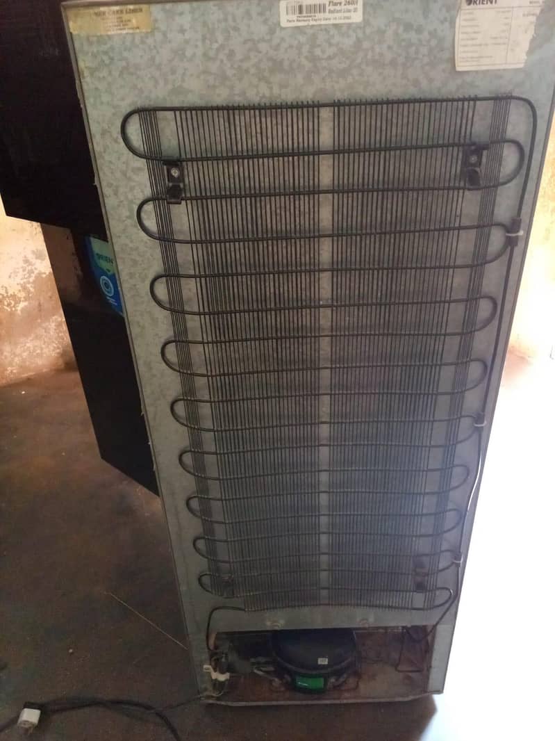 orient Medium size . 6