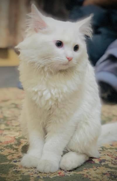 Turkish angori breed