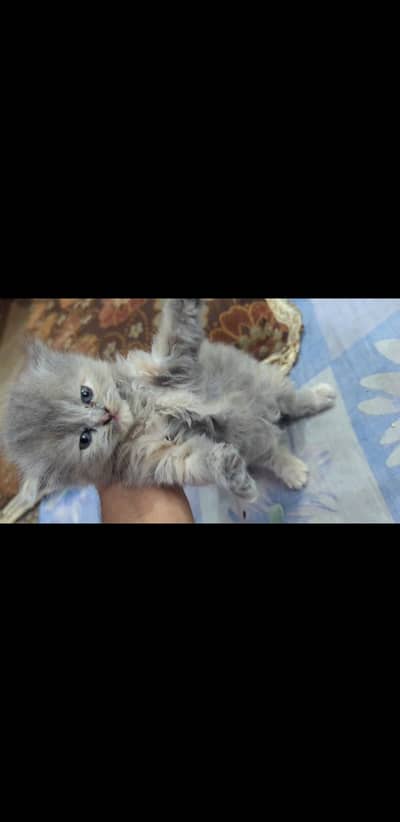 persian kitten