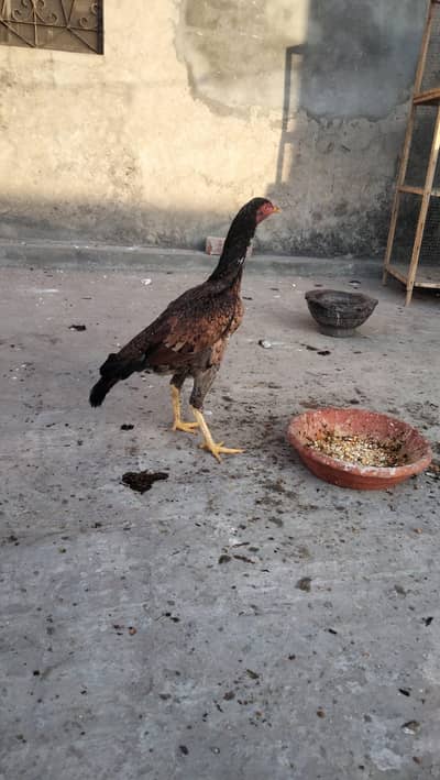 aseel pathi urgent sale price 4000