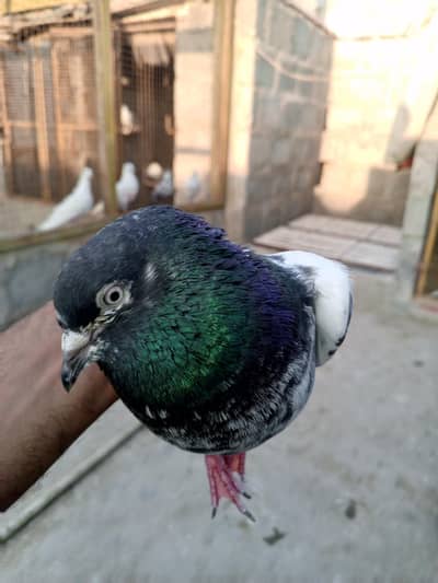 batak payra teddy male and teddy female