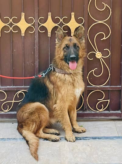 German Shepherd Triple coat Pink Pedigree