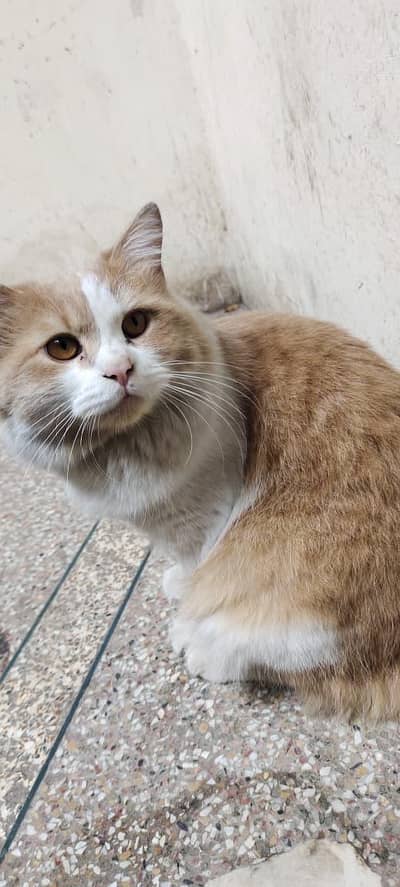 Persian cat @ Persian cat @ cat @ female cat @ Siamese@ siyamese@ coat