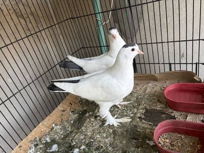 Saxon spot pigeon kabooter imported fancy exchange possible