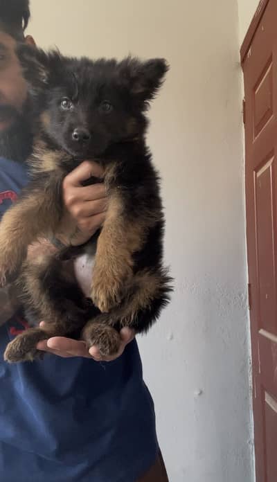 German shepherd puppies available