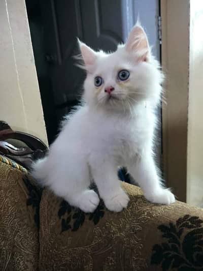 Pure white Persian kittens