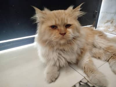 Percian male cat  best for breading