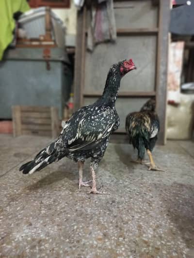 long height thai cross murghi for sale