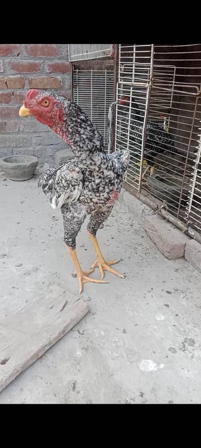 Pure coco shamo Aseel young Pathaa