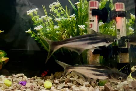 Blue Line (Shakrk) Fish Pair Available For Sale