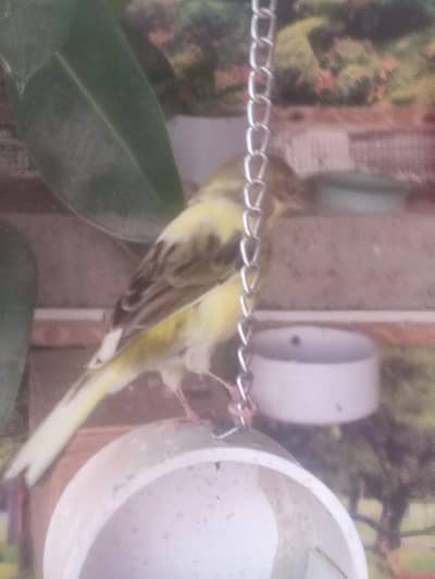 singing canaries available for sale