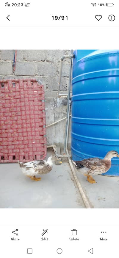 ducks male female pair