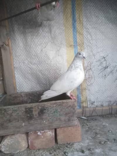 Khubsurat Breder pairs