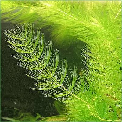 Hornwort life plant
