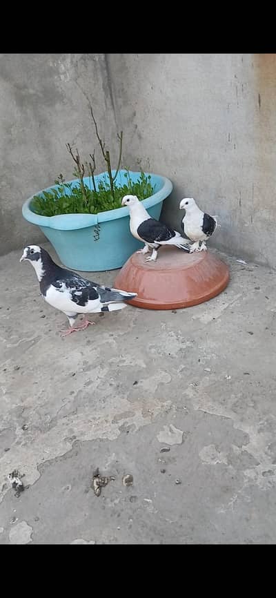 Black cherry sentinent chiks pair