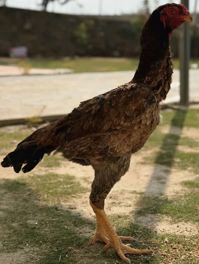 Aseel | shamoo | For Sale | High Quality Aseel