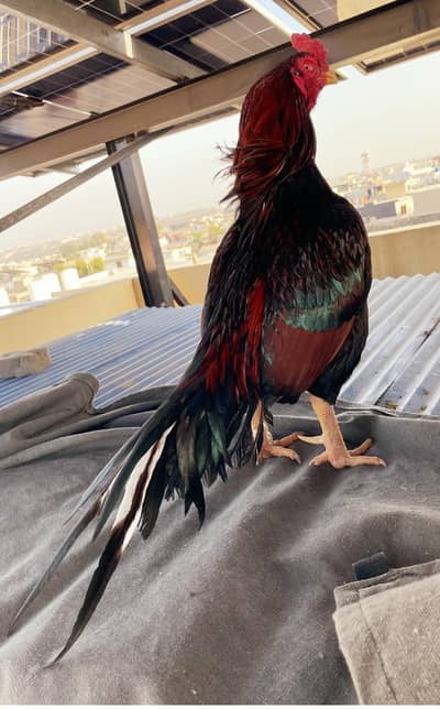 for sale . quailty birds. 03145171727