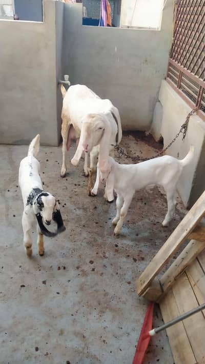 Ghulabi Rajan puri with kids