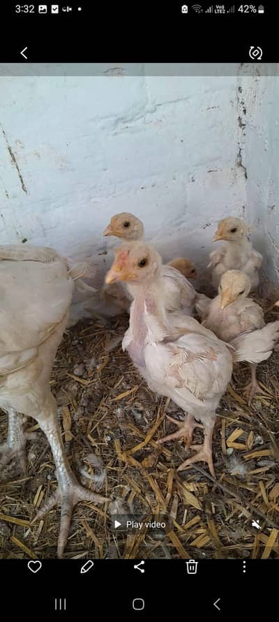 males' female 'chicks 'patahy