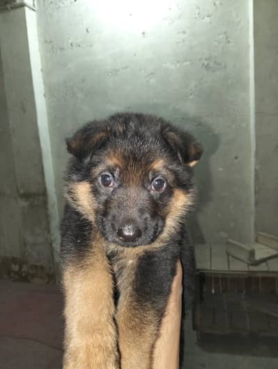 German shepherd female puppy