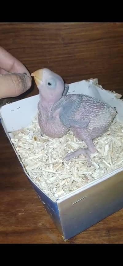 Raw chickx available