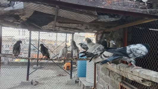 baby pigeons for sale urgent