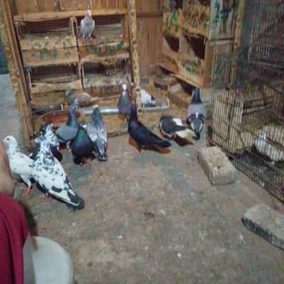 all ok pigeons mix males and females only serious buyer contect me
