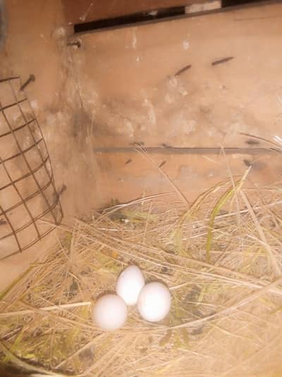love birds breeder pier