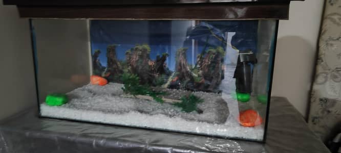 fish aquarium