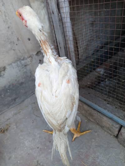 chicks for sale with handsome amount