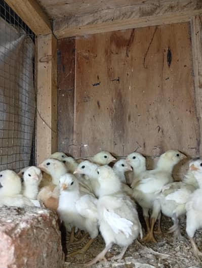 Aseel Heera chicks for sale