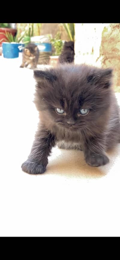 Persian kittens