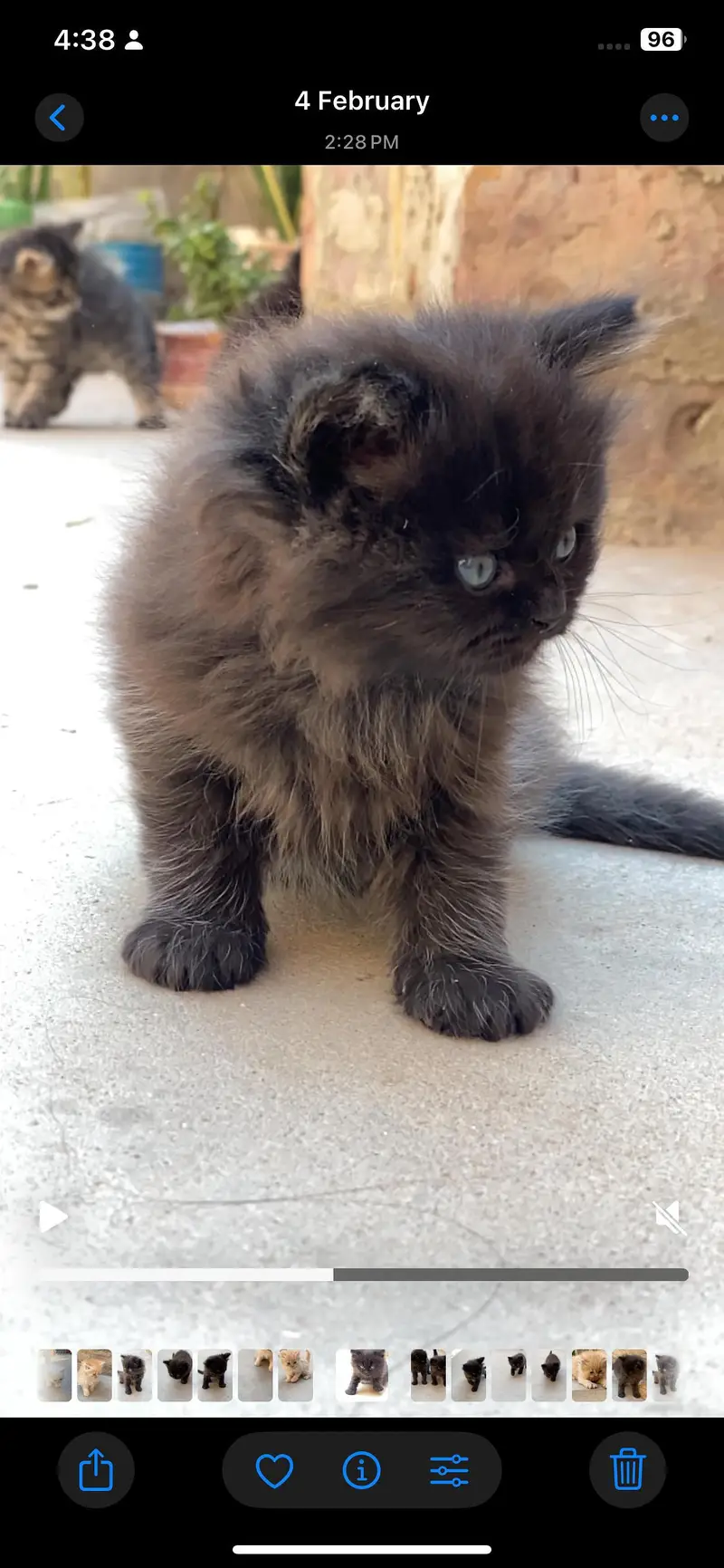 Persian kittens — photo 2
