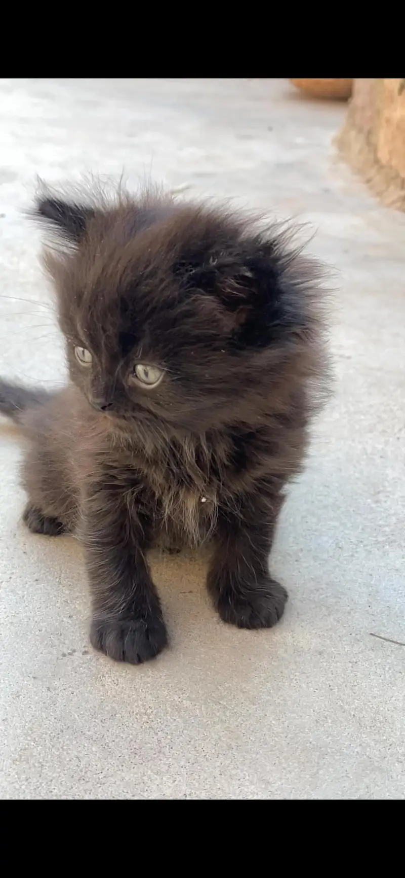 Persian kittens — photo 3