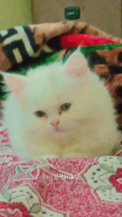 white pure Russian piki punch face triple koat female cat urgent sale