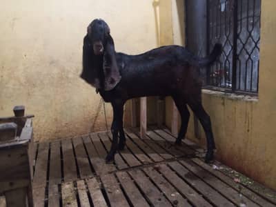 bakra for qurani2026