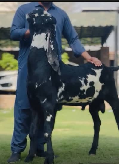 Kala daba beetal breeder bakra