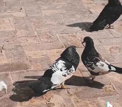 khal pair  03114395785